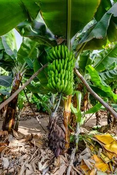 A bunch of bananas hanging from a tree Stock Photos