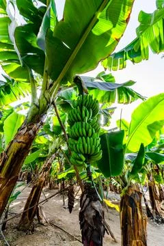 A bunch of bananas hanging from a tree Stock Photos
