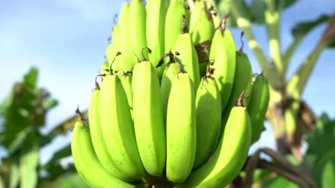 A bunch of bananas  hanging view close up Stock Footage 209119848