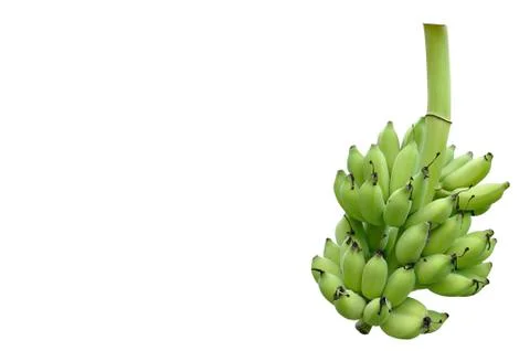 Bunch of bananas isolate on white background. Stock Photos