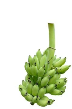 Bunch of bananas isolate on white background. Stock Photos