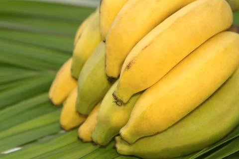 Bunch of bananas isolated Stock Photos