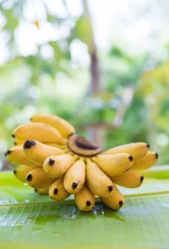 Bunch of bananas on leaf Stock Photos