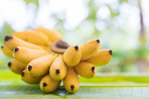 Bunch of bananas on leaf Foto stock