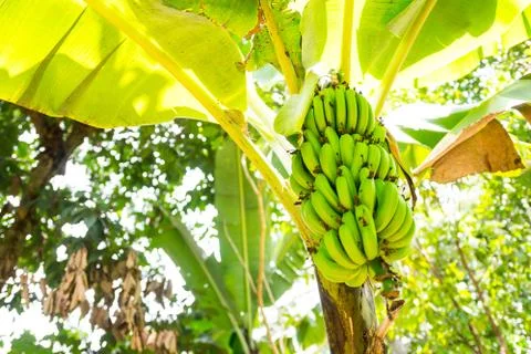 A bunch of bananas on a palm tree Stock Photos