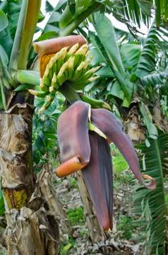 Bunch of bananas Stock Photos