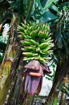 Bunch of bananas Stock Photos