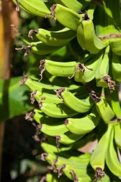 Bunch of bananas Foto stock