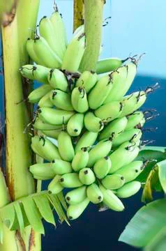 Bunch of bananas Stock Photos