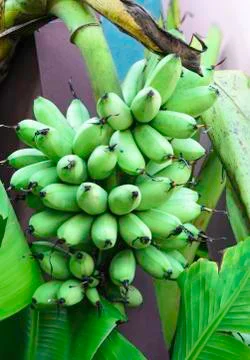 Bunch of bananas Stock Photos