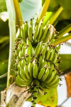 Bunch of bananas Stock Photos