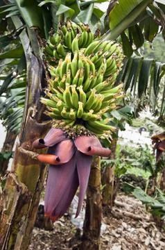 Bunch of bananas Stock Photos