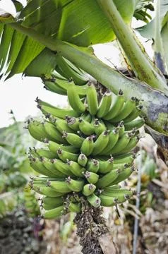Bunch of bananas Stock Photos