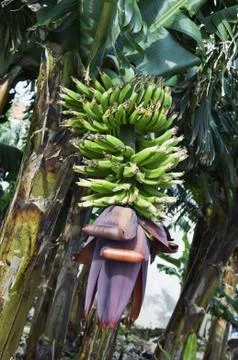 Bunch of bananas Stock Photos