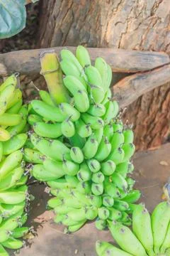 Bunch of bananas Stock Photos