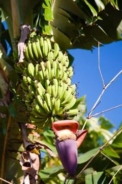 Bunch of bananas Stock Photos