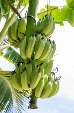 Bunch of bananas Stock Photos