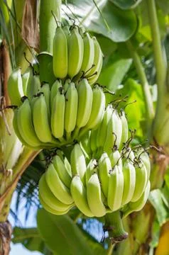 Bunch of bananas Stock Photos