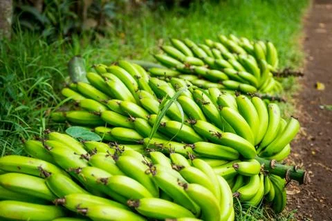 A bunch of bananas Stock Photos
