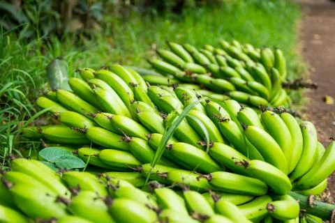 A bunch of bananas Stock Photos