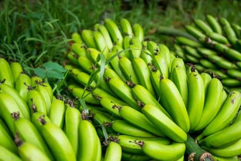 A bunch of bananas Stock Photos