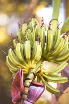 Bunch Of Bananas Stock Photos