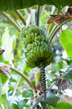 Bunch of bananas Stock Photos