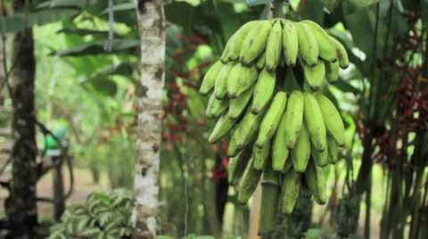 Bunch of bananas on tree Stock Footage 48734146