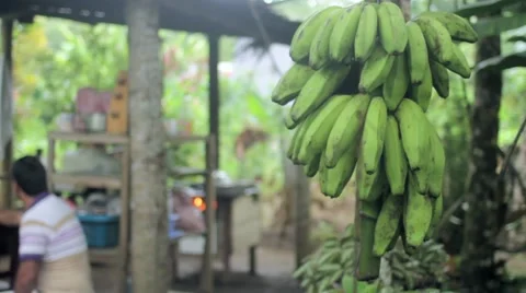 Bunch of bananas on tree Stock Footage 48734443