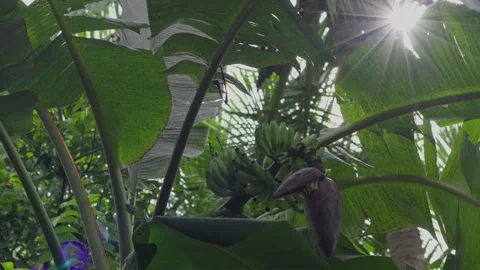Bunch of bananas on the tree Stock Footage 273282735