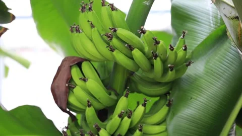 Bunch of bananas on tree Video stock 310161245