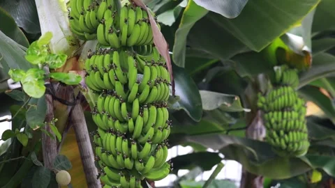 Bunch of bananas on tree Video stock 310161252
