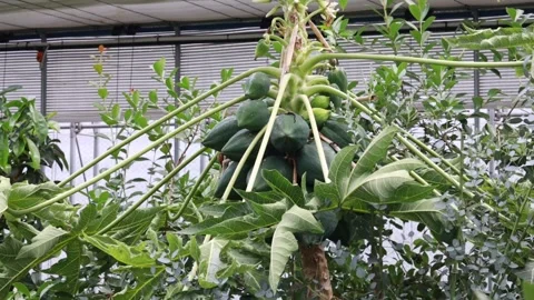 Bunch of bananas on tree Video stock 310161253