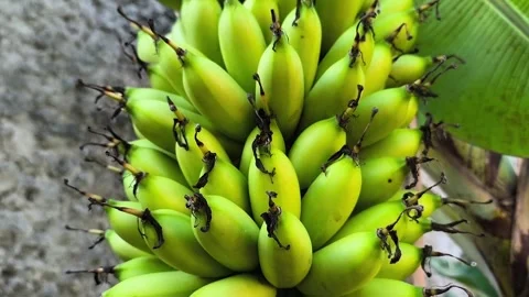 A bunch of bananas on the tree Stock-Footage 329497259