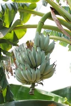 Bunch of bananas on tree Stock Photos