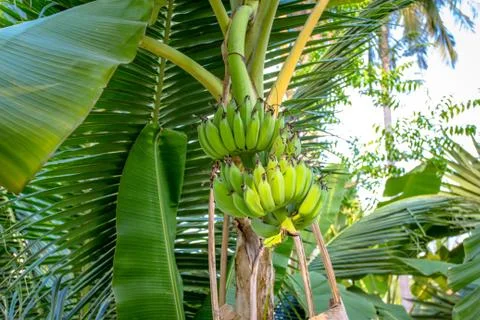 Bunch of Bananas on Tree Stock Photos