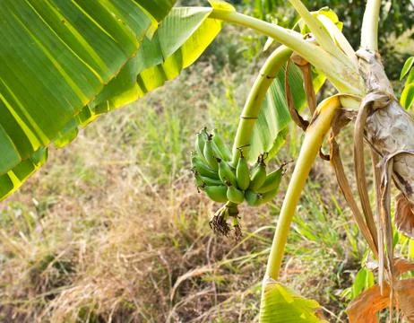 Bunch of bananas on tree Stock Photos
