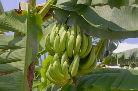 A bunch of  bananas on the tree Stock Photos
