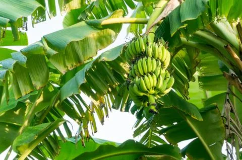 Bunch of bananas on tree Stock Photos