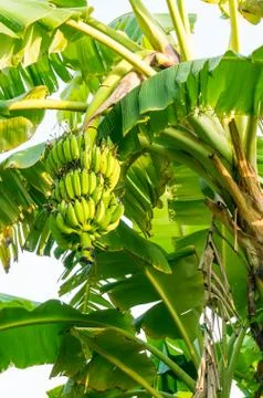 Bunch of bananas on tree Stock Photos