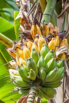 Bunch of bananas on tree Foto stock