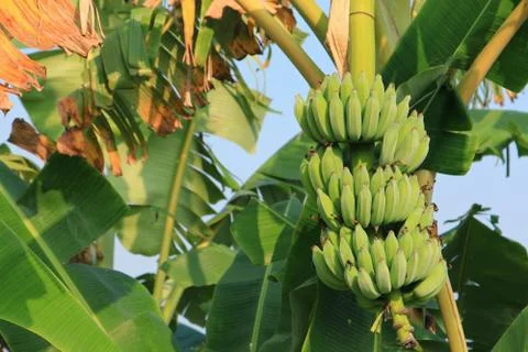 Bunch of bananas on tree Stock Photos