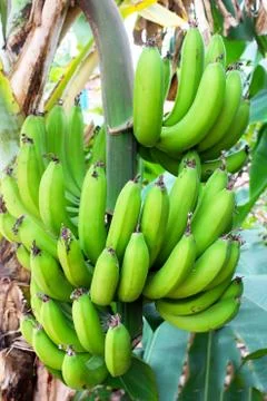 Bunch of bananas on the tree Stock Photos
