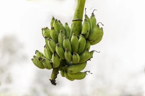 Bunch of bananas on the tree Square composition Stock Photos
