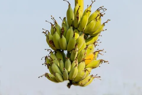 Bunch of bananas on the tree Square composition Stock Photos