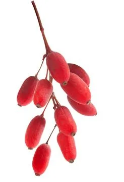 Bunch of barberry Stock Photos