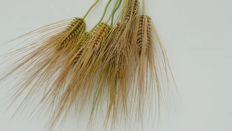 Bunch of barley rotate on a white table Stock Footage 162599271