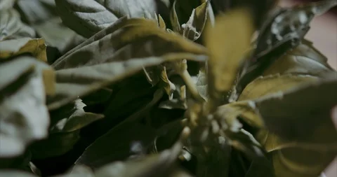 A bunch of basil in cinematic lighting Stock Footage 105300566
