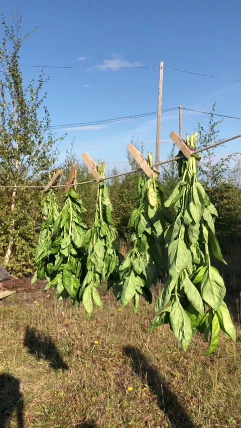 A bunch of basil is dried on a rope Stock Footage 146208039