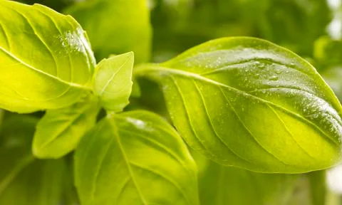 Bunch of basil with drops on it Stock Photos